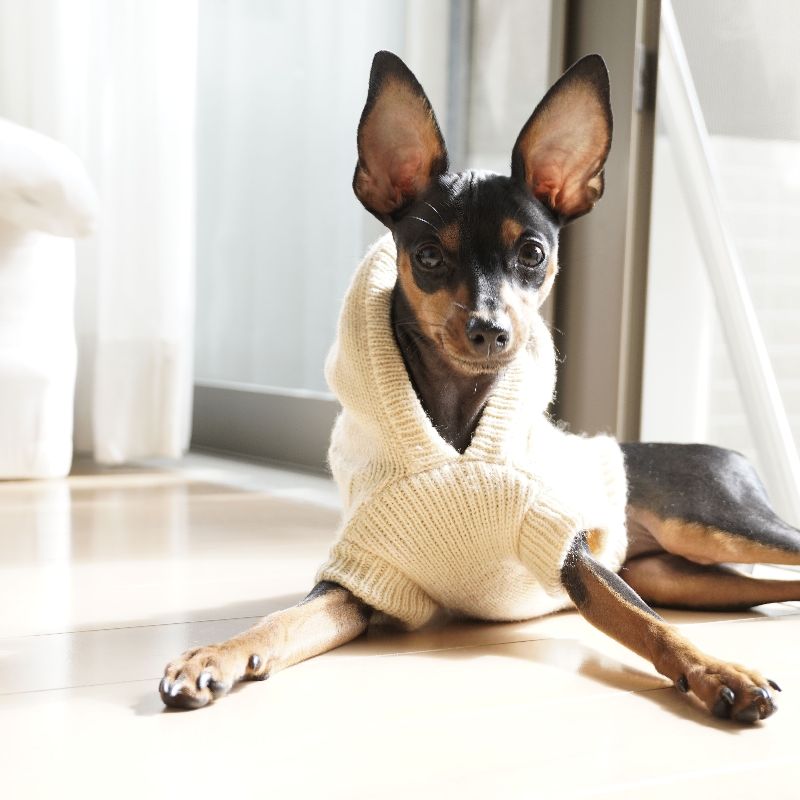 ペット服 犬 猫 ニット セーター 小型犬 商品画像4