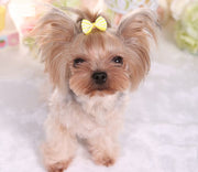 ペット用アクセサリー ヘアアクセ ヘアクリップ 犬用 猫用 小動物 ヘアピン リボン ボーダー 小型犬 中型犬 かわいい ミニサイズ キュート おしゃれ ペット用品 ペットグッズ わんちゃん ねこちゃん