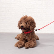 首輪 カラー 光る LEDライト 電池式 犬用 猫用 ペット用品 点滅 ワンタッチバックル サイズ調節可能 Dカン付き シンプル 夜間 散歩 ペットグッズ 外出 お出掛け イヌ用 いぬ用 ネコ ねこ