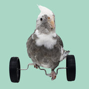 鳥用おもちゃ ペット トリ インコ 小鳥 車輪 運動 遊び道具 一人遊び ストレス発散 楽しい シンプル おしゃれ 定番 かわいい プレゼント 贈り物 誕生日