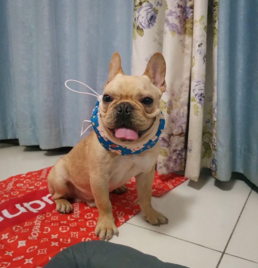 クールネックカバー スカーフ 小型犬 ペット用 犬用 冷却 商品画像3