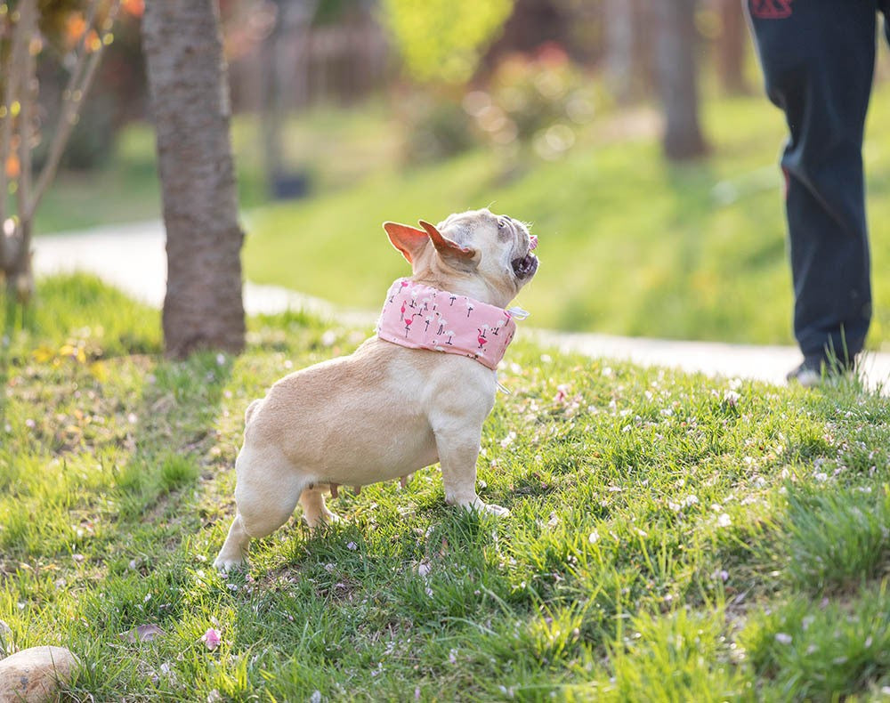クールネックカバー スカーフ 小型犬 ペット用 犬用 冷却 商品画像4