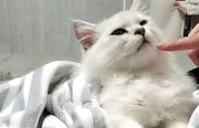 抱っこエプロン ペット用 猫 犬 抱っこ用 毛布 スリング 寝袋 バッグ カンガルー式ポケット ポンポン付き あったか 暖かい 防寒対策 モコモコ ふわふわ ペット用品 ペットグッズ キャット ドッグ