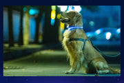 発光首輪 小型犬 中型犬 大型犬 イヌ ペットグッズ ペット用品 お散歩グッズ 充電式 リチウム電池 サイズ調整可能 ピンク レッド ホワイト シンプル カジュアル かわいい キュート