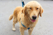 リード ハーネス 首輪 カラー 3点セット 犬用 猫用 伸縮 散歩紐 ペット用品 ペットグッズ シンプル おしゃれ 可愛い かわいい お出かけ 外出 お散歩 くびわ 引き縄 小型犬 中型犬 大型犬 イヌ いぬ ネコ ねこ バイカラー ブラック レッド ブルー 黒 赤 青
