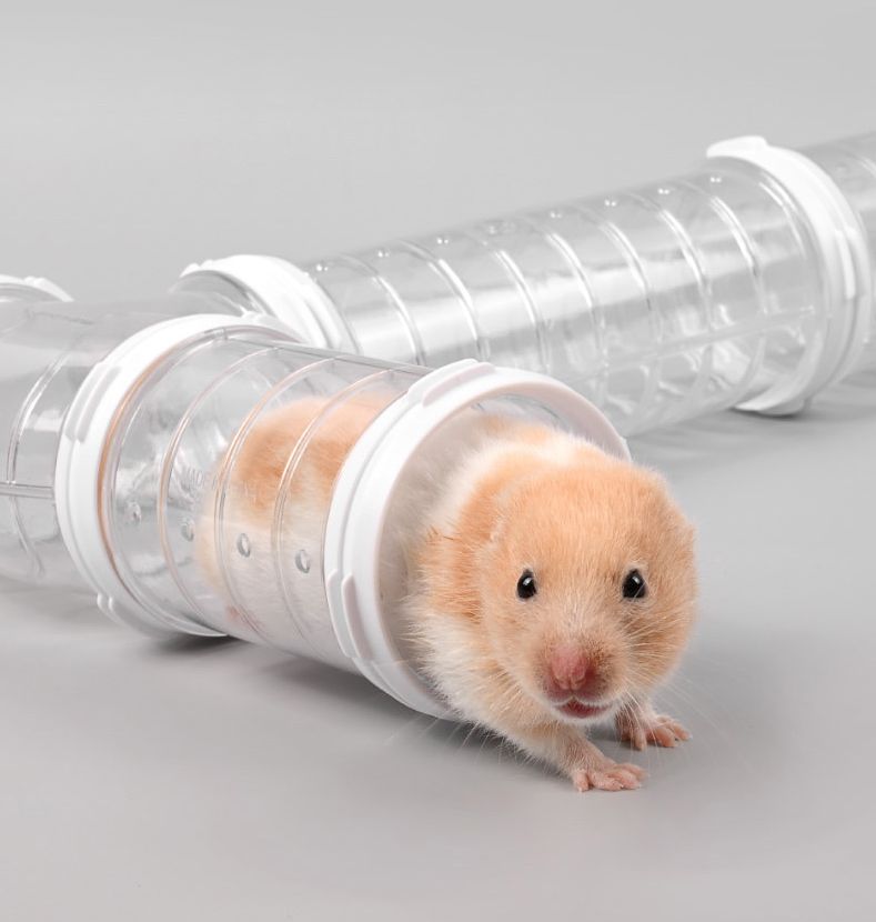 ペット用おもちゃ ハムスタートンネル ハムスターパイプ 小動物用 アスレチックパイプ ショートパイプ 商品画像2