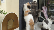 爪とぎシート カーペットタイプ 猫用 ペット用 60×30cm 貼り付け 爪研ぎ 爪ケア お手入れ 猫 ネコ ペットグッズ