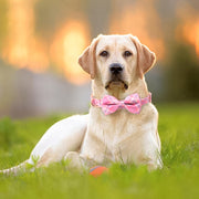 首輪 カラー 犬用 猫用 イヌ ネコ チョーカー 首飾り ペット用品 ペットグッズ キャット 首輪 リボン付き Dカン付き グラデーションカラー チェック 花 フラワー 魚 おしゃれ かわいい キュート お出かけ お散歩 ピンク 青 紫 赤 黄 白