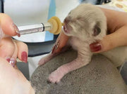 シリコンニップル シリンジ 4点セット ペット用品 子犬 子猫 老犬 老猫 小動物 哺乳用乳首 注射器 フィーダー 経口投薬 介護