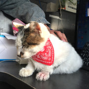 ペット用バンダナ スタイ スカーフ 犬用 猫用 よだれかけ 首輪 カラー 首飾り チョーカー ベルト式 長さ調節可能 ペット用品 Dカン おめかし 散歩 可愛い おしゃれ ペットグッズ イヌ用 いぬ用 ネコ用 ねこ用