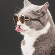ペット用サングラス メガネ アクセサリー ペット用品 ペットグッズ 猫 キャット 犬 ドッグ 小動物 眼鏡 おしゃれ かわいい キュート カラーレンズ 色付きレンズ わんちゃん ねこちゃん 小型犬