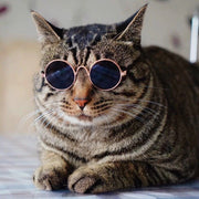 ペット用サングラス メガネ アクセサリー ペット用品 ペットグッズ 猫 キャット 犬 ドッグ 小動物 眼鏡 おしゃれ かわいい キュート カラーレンズ 色付きレンズ わんちゃん ねこちゃん 小型犬