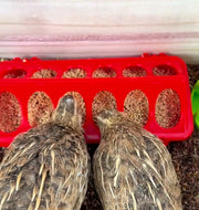 鳥用餌入れ エサ入れ バードフィーダー 仕切り付き 12マス 18マス 鳥用食器 飛び散り防止 フードボウル ペット用品 小鳥 インコ