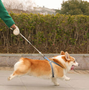 伸縮リード 自動巻き取り式 3m ペット用品 犬用 ロック付き 牽引ロープ 蓄光 軽量 シンプル 操作簡単 コンパクト おしゃれ
