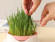 猫草用プランター 水耕栽培 ペット用品 猫 犬 屋内用 室内 栽培 猫草 葉っぱ 毛玉 胃腸 ストレス軽減 便秘予防 ねこ草