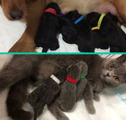 パピーカラー パピーマーカー 12色セット 識別用首輪 子犬 子猫 小型犬 ペット用品 両面ファスナー式 着脱簡単 長さ調節可能