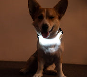 お散歩ライト LEDライト 犬 猫 ペット用品 光る首輪 リード ハーネス ボタン電池式 夜間 視認性 安全対策 おしゃれ シリコン製