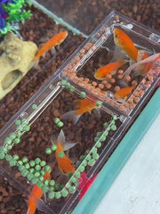 餌拡散防止フレーム 給餌器 アクアリウム 水槽用 フードフィーダー フィーダーカップ 魚用エサ皿 餌入れ 吸盤付き 枠 囲い サークル 広がり防止 散らばらない 透明 クリア