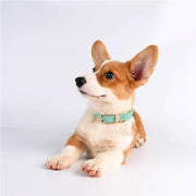 首輪 カラー 小型犬 イヌ 猫 ネコ 小動物用 ペット用品 ペットグッズ Dカン付き バックル ツートンカラー バイカラー パステルカラー カジュアル ポップ 可愛い かわいい キュート ガーリー フェミニン おしゃれ お散歩 お出かけ