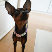 チョーカー 首飾り 首輪 犬 猫 小型犬 ペット用 アクセサリー ニット 手編み風 花 フラワー カラフル 可愛い おしゃれ おめかし