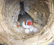 偽卵 擬卵 6個セット ダミー卵 フェイク卵 小鳥 愛鳥 セキセイインコ 繁殖抑制 長寿 抱卵 個体数管理 フェイクバードエッグ