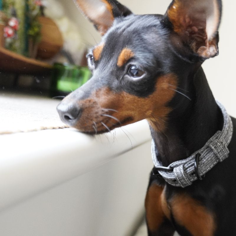 首輪 犬用 小型犬 中型犬 猫用 ペット用品 商品画像2