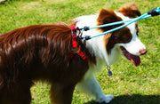 リード ペット用リード 2頭引きリード 犬 ペット用品 2頭用 2頭引き ダブルリード 多頭飼い 小型件 中型犬 大型犬 お散歩 お出かけ シンプル ブラック ブルー レッド