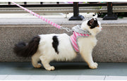 ハーネス リード 2点セット 猫用 犬用 ペットグッズ 胴輪 散歩紐 リーシュ ボーダー柄 フード付 バックル マジック テープ カジュアル おしゃれ かわいい お散歩 お出かけ ペット用品
