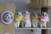 エリザベスカラー 猫 ねこ 犬 ペット用品 術後ウェア フェルト製 布製 軽量 傷口保護 怪我 傷舐め防止 花 フラワー 可愛い