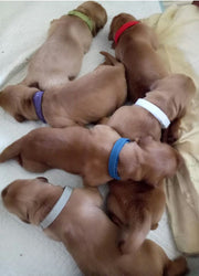 パピーカラー 12色セット 識別用カラー パピーマーカー 子犬用首輪 子猫用 犬猫兼用 ペット用品 首輪 面ファスナー 見分ける シンプル 無地 簡単 便利 おしゃれ サイズ豊富 赤 白 黒