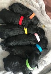 パピーカラー 12色セット 識別用カラー パピーマーカー 子犬用首輪 子猫用 犬猫兼用 ペット用品 首輪 面ファスナー 見分ける シンプル 無地 簡単 便利 おしゃれ サイズ豊富 赤 白 黒