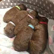 パピーカラー 12色セット 識別用カラー パピーマーカー 子犬用首輪 子猫用 犬猫兼用 ペット用品 首輪 面ファスナー 見分ける シンプル 無地 簡単 便利 おしゃれ サイズ豊富 赤 白 黒