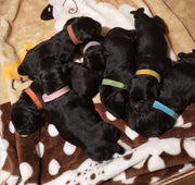 パピーカラー 12色セット 識別用カラー パピーマーカー 子犬用首輪 子猫用 犬猫兼用 ペット用品 首輪 面ファスナー 見分ける シンプル 無地 簡単 便利 おしゃれ サイズ豊富 赤 白 黒