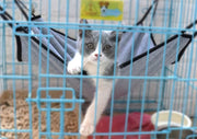 猫用 ハンモック ベッド ケージ用 ペット用品 小動物 フェレット フリース 吊り下げ 取り付け簡単 フック付 通気性 春夏秋冬 オールシーズン