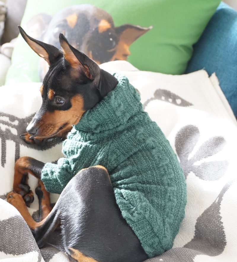 ペットウエア ケーブルニット セーター 犬 猫 小型犬 商品画像2