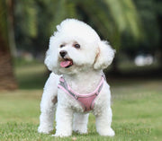 ハーネス リード 2点セット ペットグッズ ペット用品 犬用 猫用 リーシュ 散歩紐 お散歩グッズ お出かけ 牽引紐 反射材付き メッシュ おしゃれ いぬ 小型犬 夜のお散歩