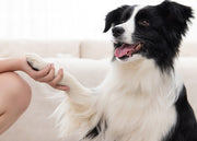 クリッカー しつけ用品 犬用 ペット用品 トレーニング 訓練 コミュニケーション スプリングゴム リストストラップ付き ドッグ イヌ 道具 ペットグッズ