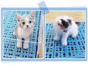 小動物用すのこ スノコ ケージマット 休足マット 穴あき ペット用品 長方形 四角形 水洗い可 ウサギ モルモット チンチラ ハムスター ペットグッズ
