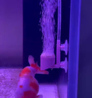 水槽用エアレーション エアストーン エアーレーション エアーストーン バブルストーン 熱帯魚 金魚 吸盤付き シンプル 水槽 アクアリウム 酸素供給 ペット用品 白 ピンク 緑