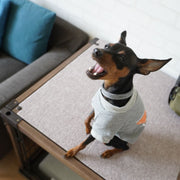 ペットウエア トレーナー 犬服 猫服 スウェット プルオーバー 裏起毛 袖あり フルーツ 英字 秋 冬 春 ミカン スイカ イチゴ お散歩 お出掛け ペット用品