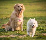 ペット用迷子札 名札 ネームタグ ネームチャーム 犬猫兼用 ドッグタグ キャットタグ 犬 猫 ペット用品 ペットグッズ 首輪アクセサリー 肉球型 迷子防止 ツートンカラー かわいい キュート シンプル おしゃれ ナスカン 黒 橙 ピンク 青 赤 緑 紫