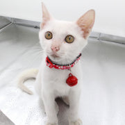 猫用首輪 カラー セーフティバックル  リボン 鈴 和柄 プリント 花 フラワー コサージュ ラインストーン キラキラ 愛猫 CAT ペット用品 猫グッズ おしゃれ かわいい おめかし お出かけ 蝶ネクタイ ボウタイ