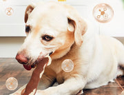 おもちゃ ラバートーイ 犬用 ペット イヌ 犬 ドッグ ペットグッズ 玩具 噛む 投げる 遊ぶ 肉 骨 ストレス解消 ストレス発散 コミュニケーション