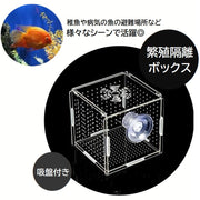 繁殖隔離ボックス 産卵ケース シングル 吸盤式 水槽内隔離 アクアリウム 熱帯魚 金魚 透明 クリア 10cm角 正方形 孵化 稚魚 育成 飼育 水槽用品 ペットグッズ 観賞魚