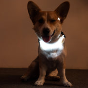 お散歩ライト 犬 いぬ ペット用品 LEDライト 光る リード取り付け 安全ライト リード ハーネス 胴輪 首輪 マジック テープ 面ファスナー 夜間 視認性 事故 安全対策 ボタン電池 カラバリ豊富 ねこ