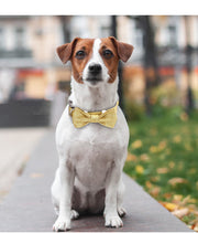 ペット用首輪 ペット用品 首輪 リボン 蝶ネクタイ キラキラ ラメ ゴージャス ワンタッチバックル 子犬 ネコ 猫 小型犬 中型犬 大型犬 かわいい おしゃれ フォーマル パーティー 結婚式