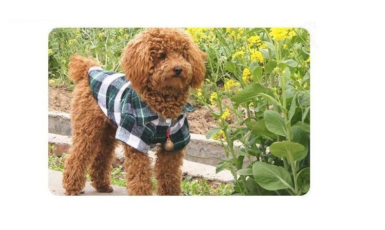 犬の服 ドックウエア シャツ 襟付き ペット用品 ドッグ用品 商品画像2