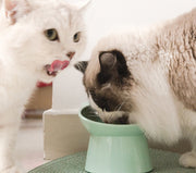 ネコ用食器 フードボウル ウォーターボウル ペット用食器 ねこ用品 エサ入れ 水入れ ペットグッズ 脚付き 傾斜 おしゃれ かわいい 猫