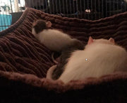 小動物 ハンモック 大きめ フェレット モルモット チンチラ リス モモンガ ハムスター ウサギ 子猫 隠れ家 吊るす ふわふわ あったか 2段 ケージ取り付け