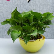 ハンギングバスケット ハンギングポット 吊り鉢 植木鉢 プランター ガーデニング用品 花 観葉植物 チェーン 排水ネット 屋内 屋外 おしゃれ かわいい 可愛い カラバリ豊富 白 黄 青